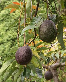 Photo of a ripe avocado